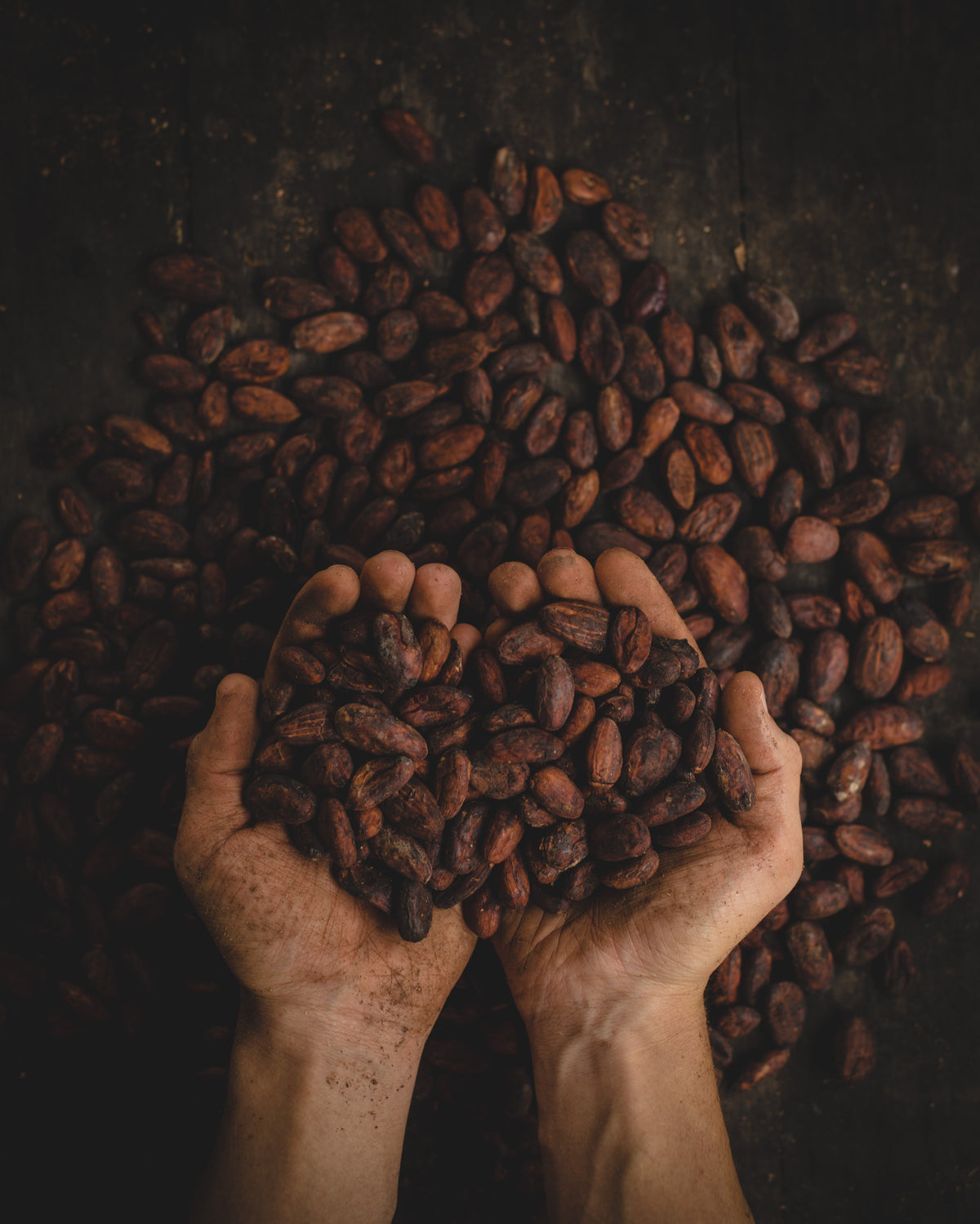 Cacao Porcelana